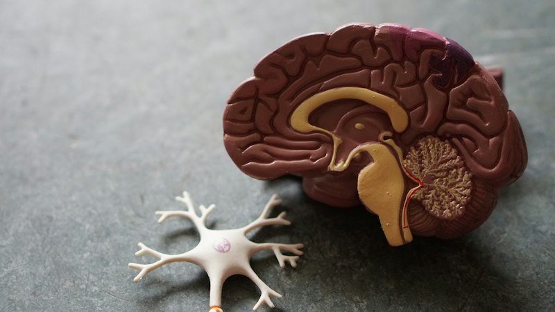 Neurological rehabilitation therapy